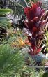 Cordyline terminalis 'lilinoe'